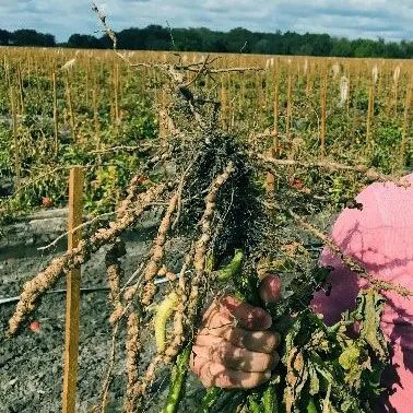 thumbnail for publication: Nematode Resistance: A Useful Tool for Root-Knot Nematode (RKN) Management in Tomato